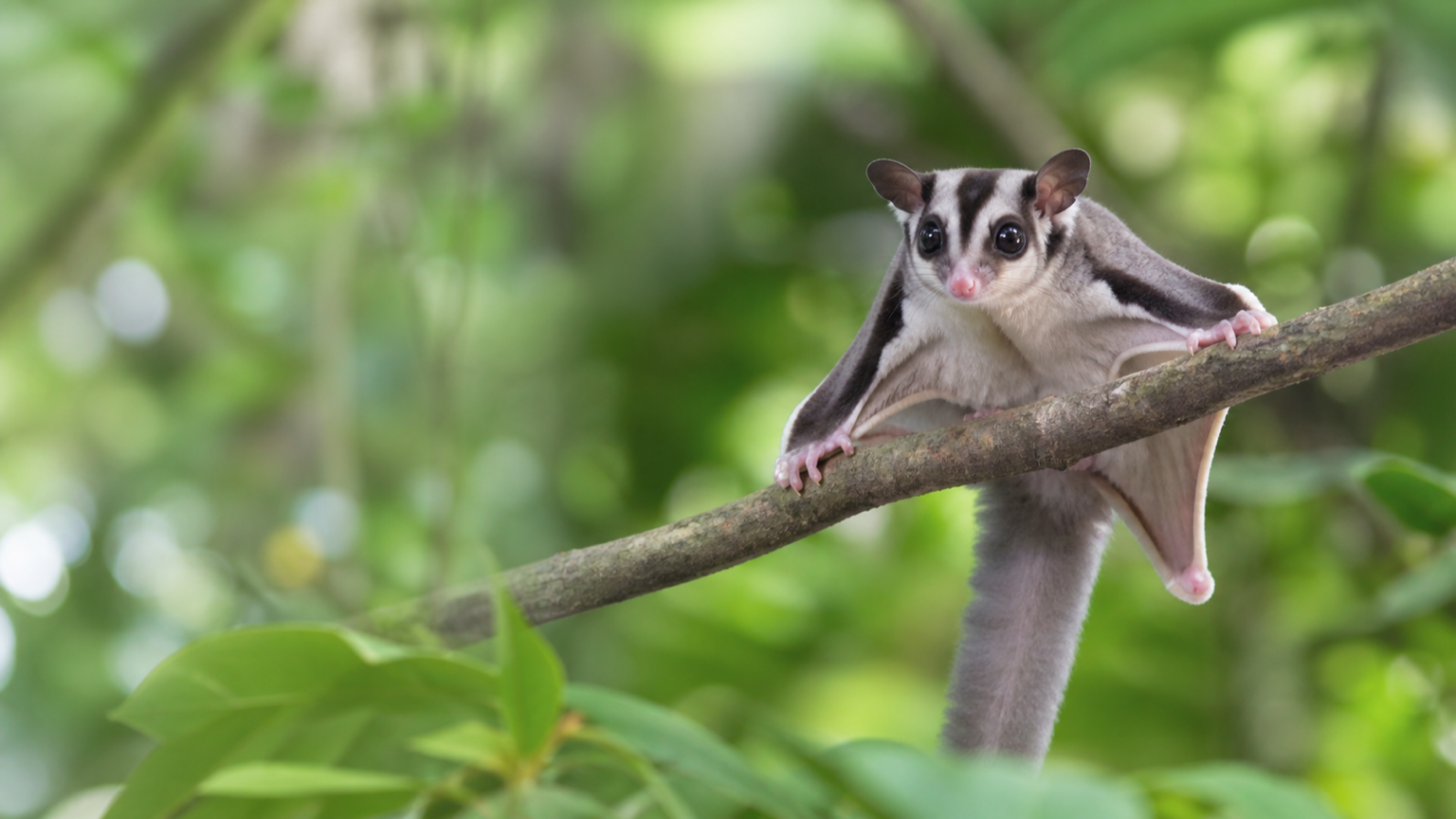 Sugar Glider Image Prompts example created for Dreamina