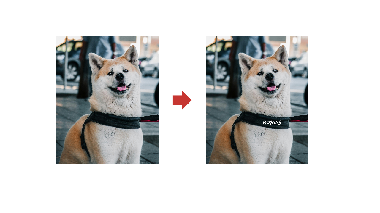 Hundemarken in meiner Nähe