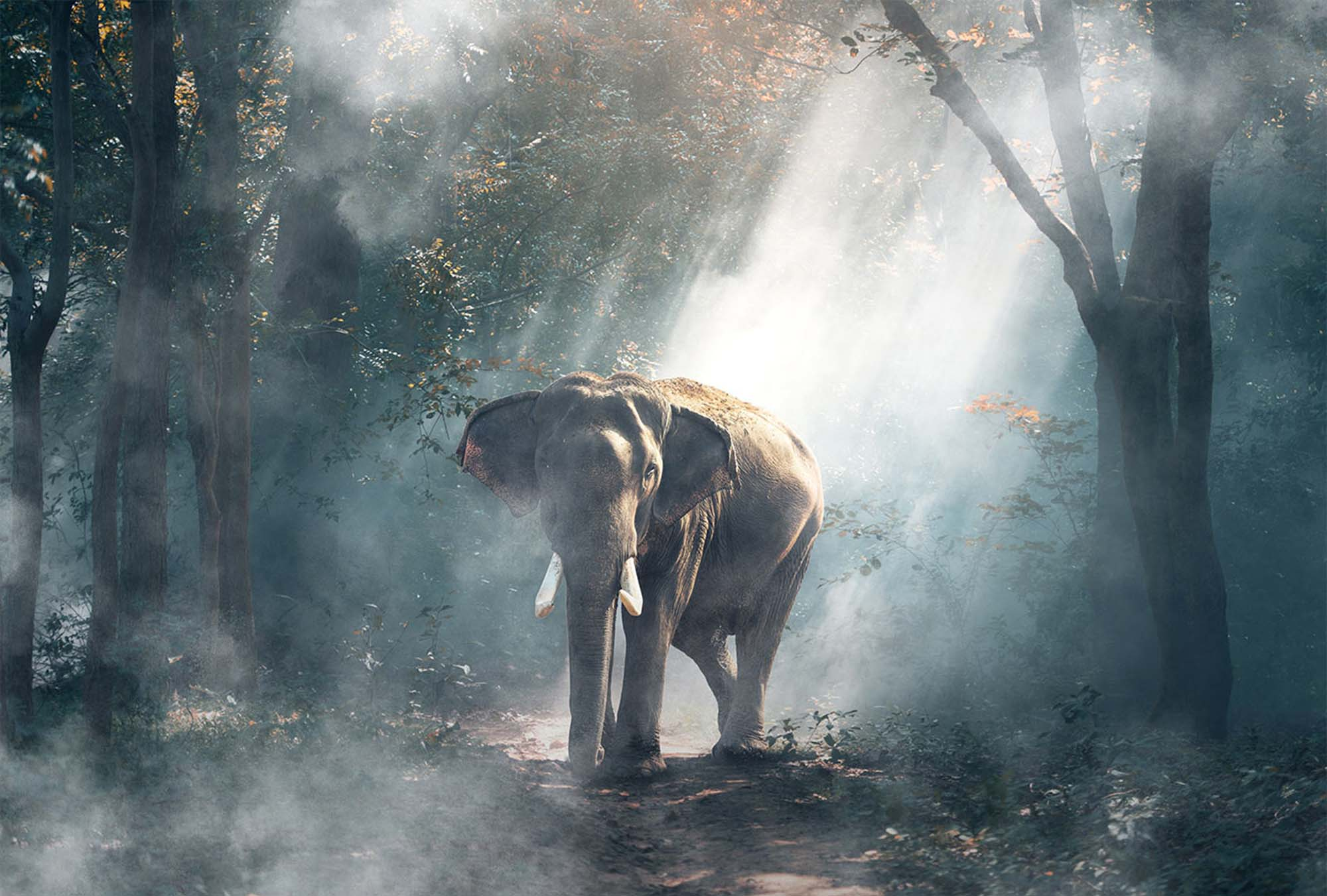 Fog effect