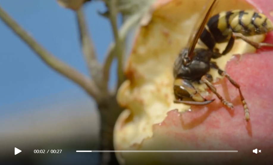 Videoclipuri macro despre natură