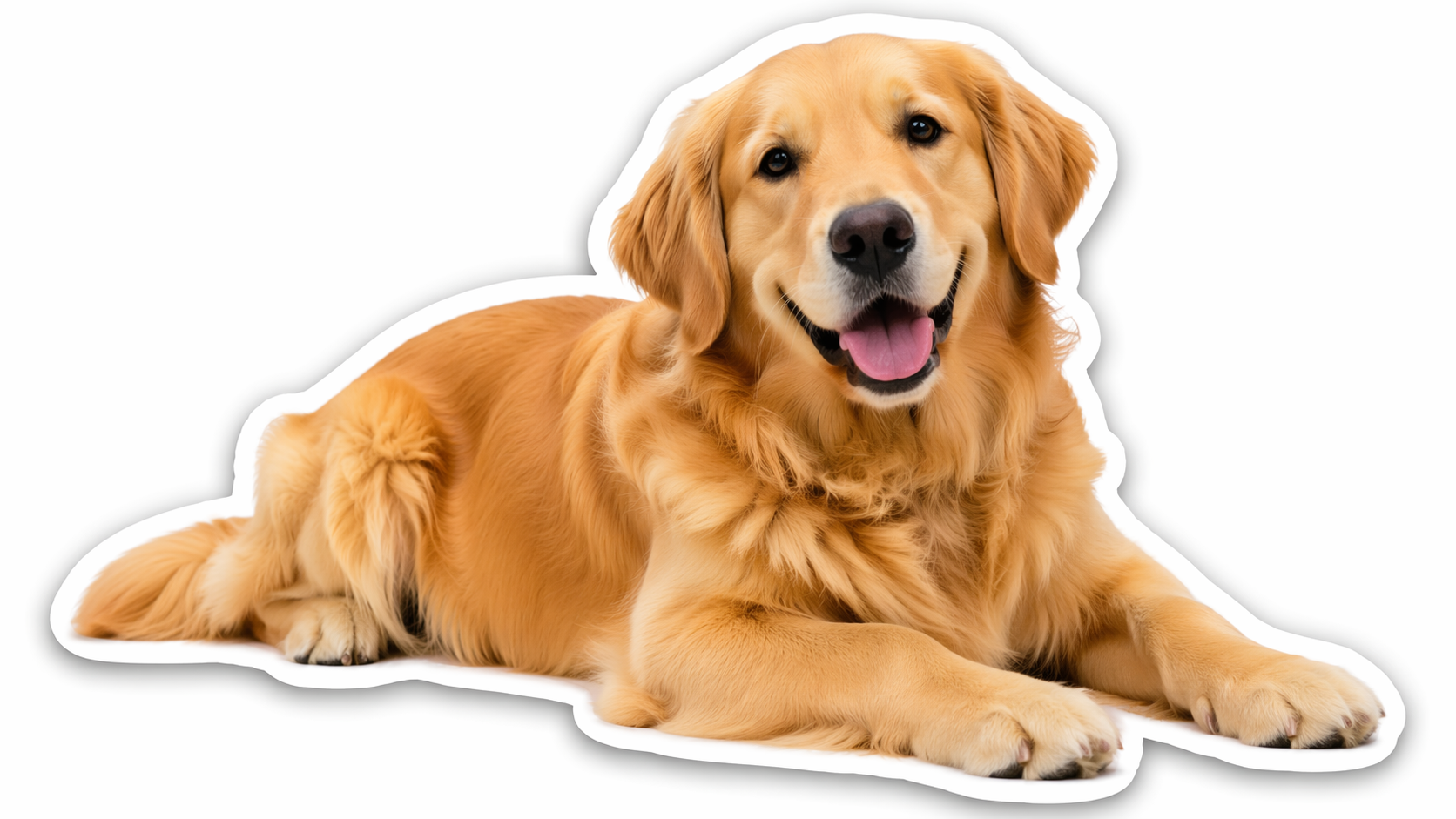 Dreamina convert photo to sticker prompt example 6: Pet photo sticker