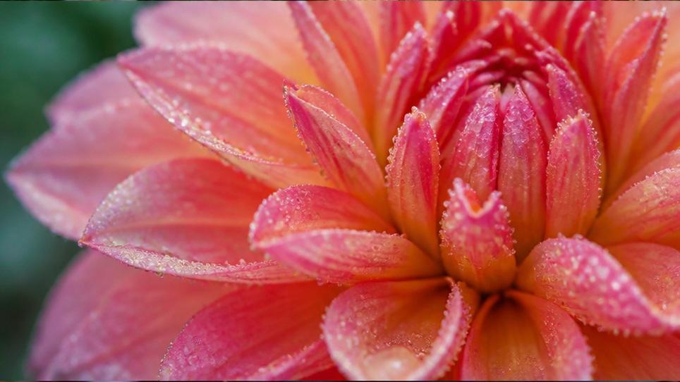 Beautiful Flower Video — Garden movement