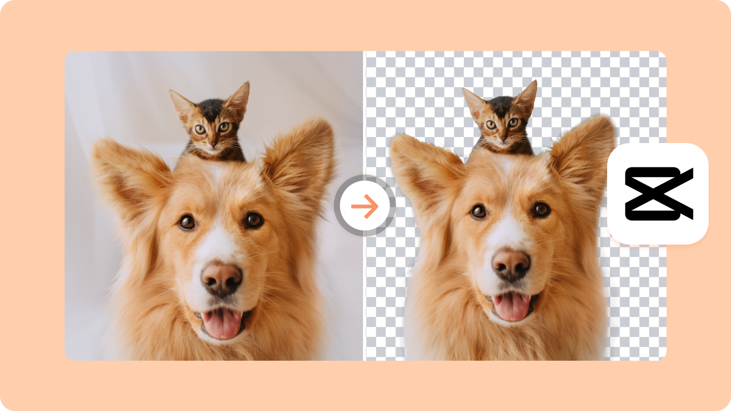 menghapus background foto untuk katalog kamera dan lensa