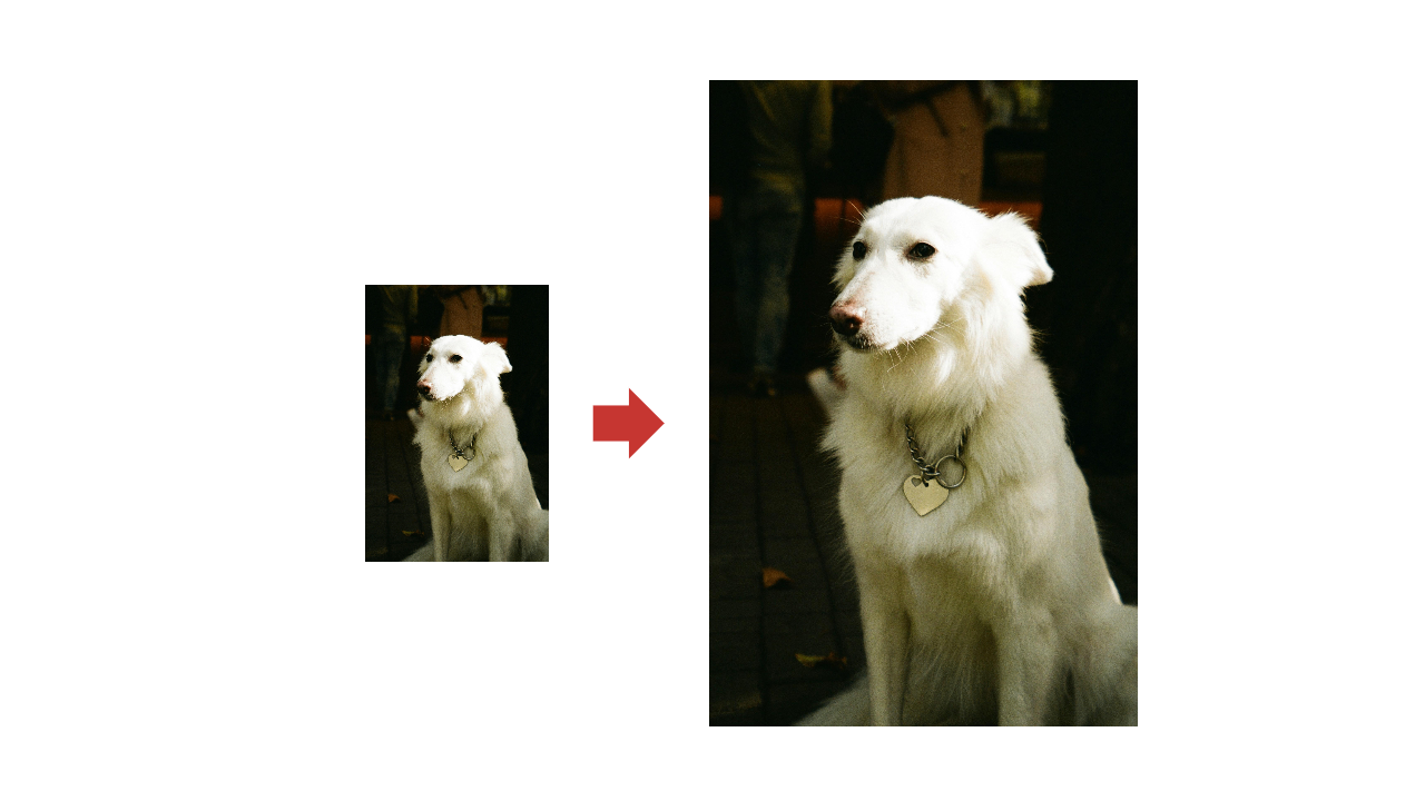 Hund ID Name Tags